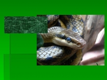 Презентация к уроку: Гремучие змеи