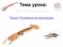 Презентация по биологии на тему класс Головоногие