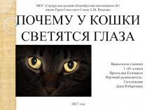 Почему у кошки глаза светятся?
