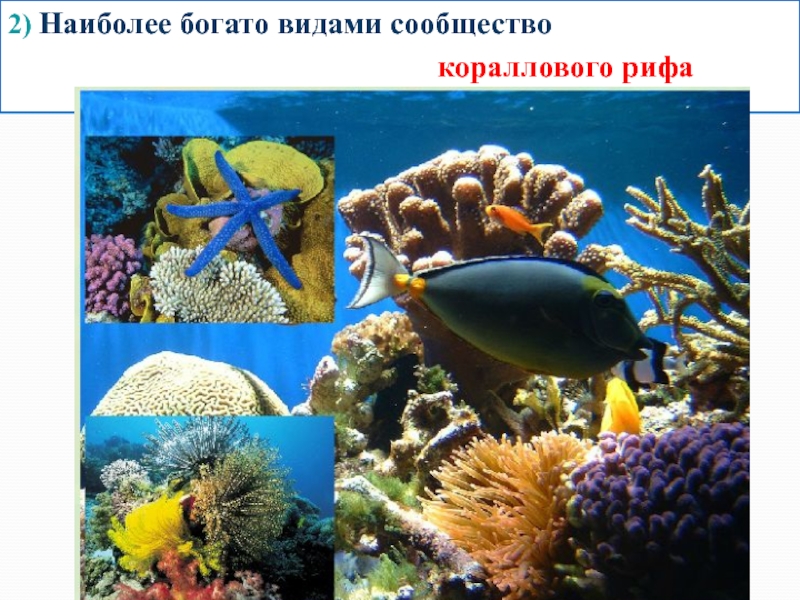 Сообщество кораллового рифа. Животные живущие в коралловых рифах. Коралловое сообщество обитатели. Сообщества океана.