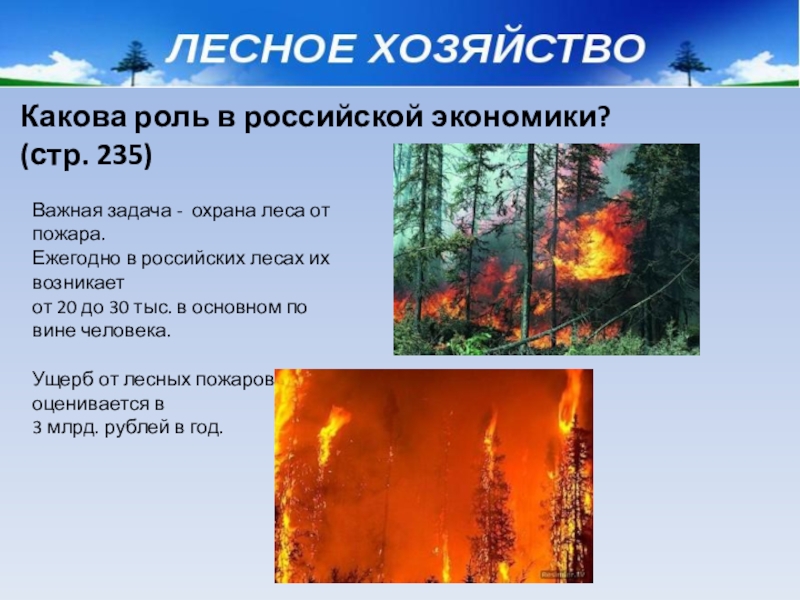 Какова роль леса в жизни человека. Какова роль леса в Российской экономике. Роль лесного хозяйства в России. Какова наша роль в сохранении леса.