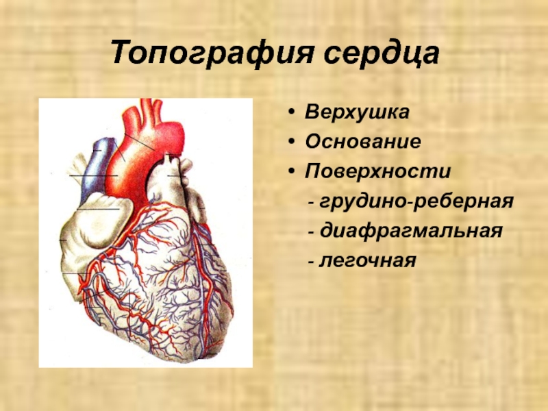 Сердце образовано клетками. Топографическая анатомия сердца. Сердце анатомия топография строение. Сердце внешнее строение топография. Верхушка сердца анатомия.