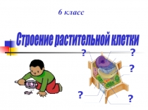 Презентация по биологии на тему Строение растительной клетки (6 класс)