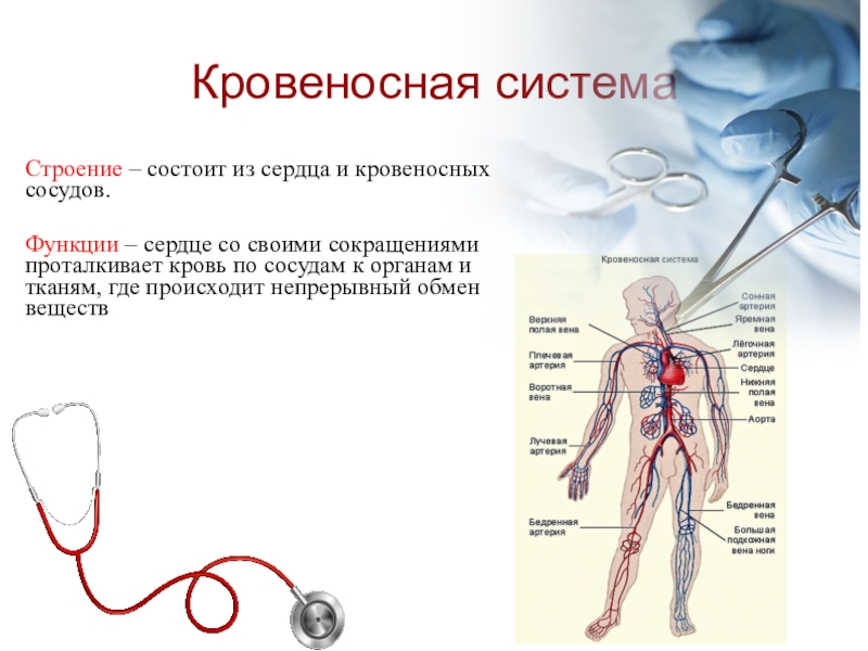 Укажите название органа кровеносной системы человека. Кровеносная система ее строение и функции. Строение кровеносной системы человека 8 класс. Кровеносная система состоит из сердца и кровеносных сосудов. Кровеносная система функции 8 класс.