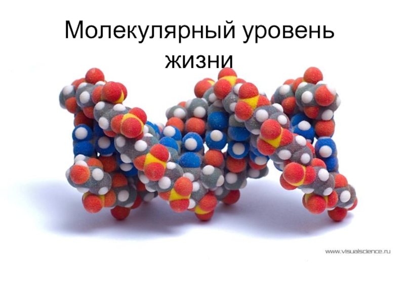 Презентация по биологии Молекулярный уровень жизни