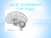 Презентация по физкультуре Мозг и нервная система к учебнику Физическая культура 1-4 классы В.И. Лях