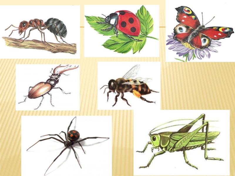 Календарное по теме насекомые. Рабочие листы по теме насекомые. Окружающий мир в старшей группе на тему насекомые. Задания по теме насекомые. Пазлы на тему насекомые.