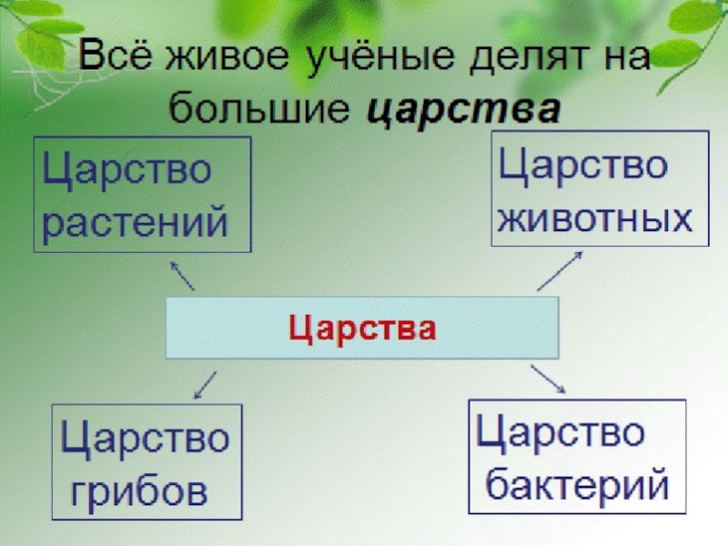 Проект на тему окружающий мир