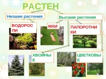 Презентация по окружающему миру  Папоротники , мхи и водоросли