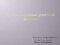 Презентация по биологии на тему Органы цветкового растения Корень (8 класс)