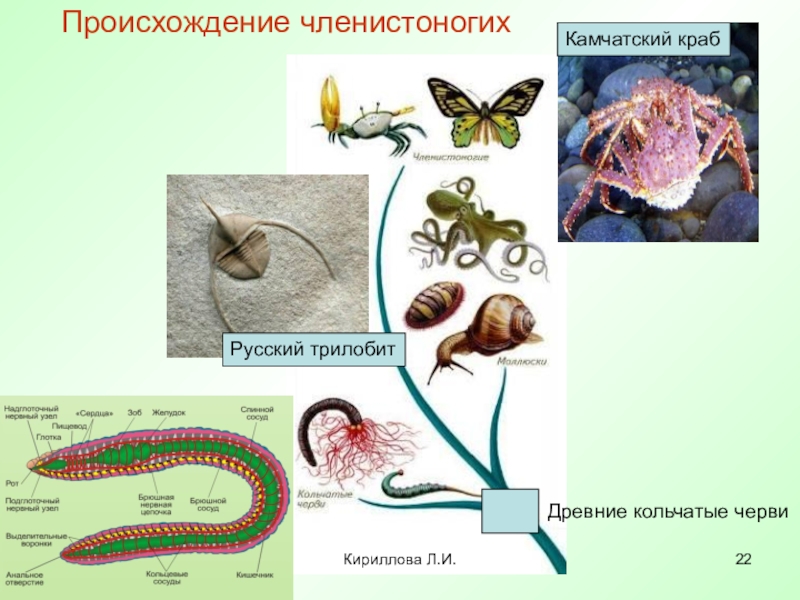 От каких животных произошли кольчатые черви моллюски. Происхождение членистоногих. Эволюция членистоногих. Членистоногие черви. Членистоногие биология 7 класс.