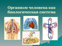 Презентация по биологии на тему: Организм человека как биологическая система.