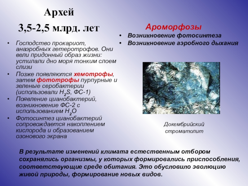 Признаки архей. Архей. Археи представители. Дыхание Архей. Архей характеристика.