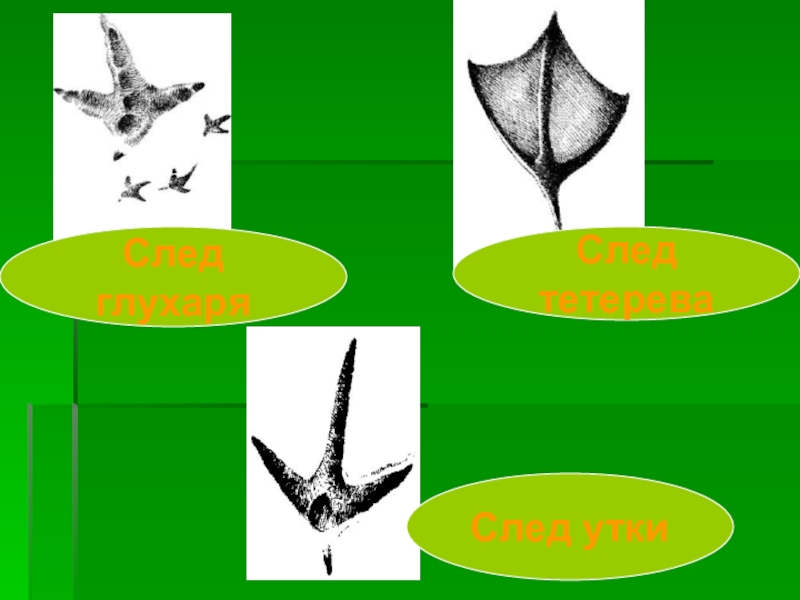 Следы птицы картинки для детей