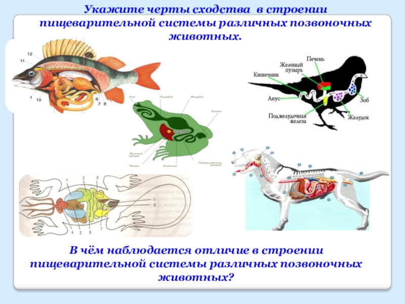 О чем говорит сходный план строения скелетов разных позвоночных животных