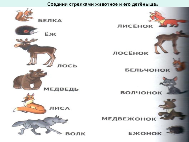 Соединение животных. Дикие животные и их Детеныши названия. Соединить животных и их детенышей. Соединить животных с детенышами. Соедини стрелками животное и его детёныша.