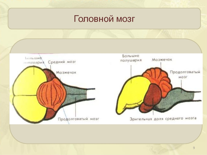 На каком рисунке изображен головной мозг птиц