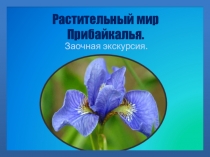Презентация к занятию по теме Растительный мир Прибайкалья