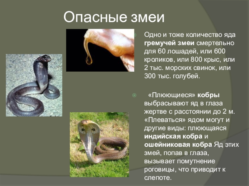 Змеи и их польза презентация