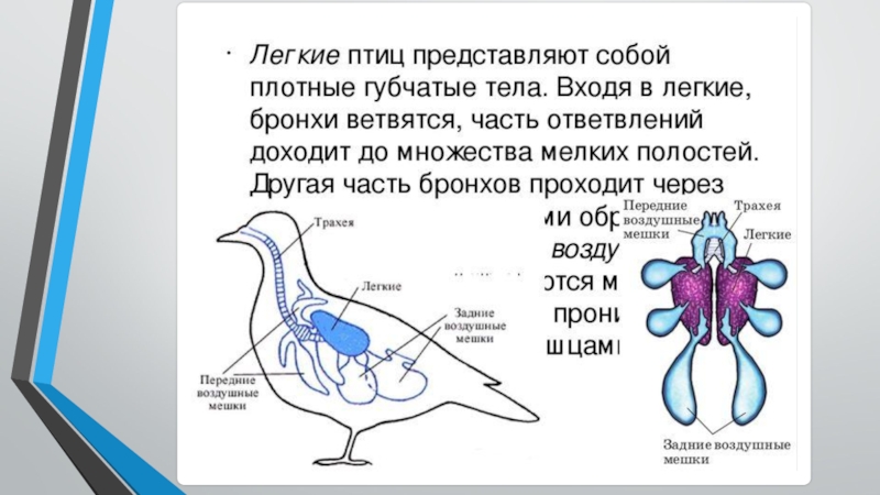 Дыхательная система птиц строение и функции