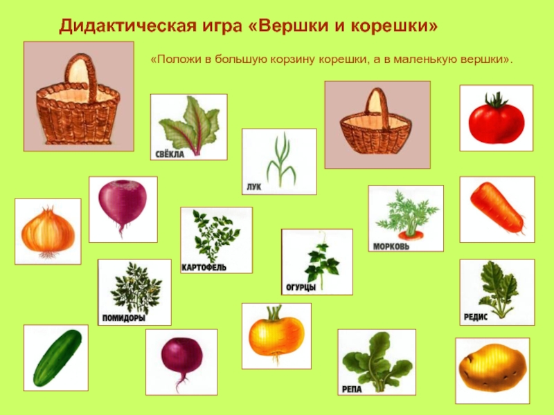 Мир растений проект в старшей группе