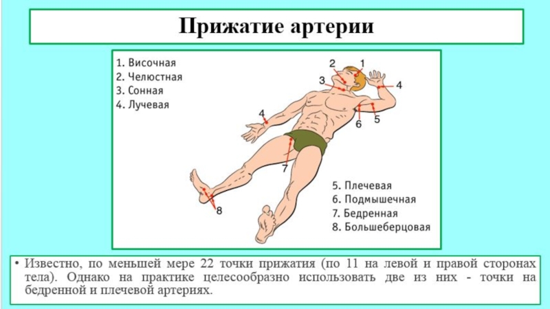 Пальцевое прижатие при повреждении бедренной артерии. Прижатие бедренной артерии. Пальцевое прижатие бедренной артерии. Прижатие бедренной артерии при кровотечении. Место пальцевого прижатия бедренной артерии.