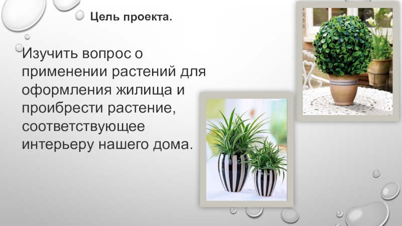Творческий проект растение в интерьере