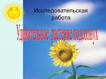 Презентация исследовательской работы Удивительное растение подсолнух.