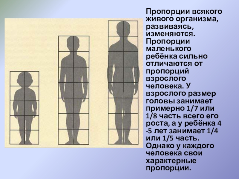 Пропорции изготовления. Пропорции детского тела. Пропорции головы ребенка и взрослого. Пропорции всякого живого организма. Пропорции головы ребенка и взрослого человека.