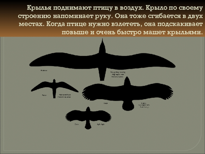 Крылья поднимают. Огромные крылья. Крылья поднимают. Орел над горами. Класс птицы мускулатура.