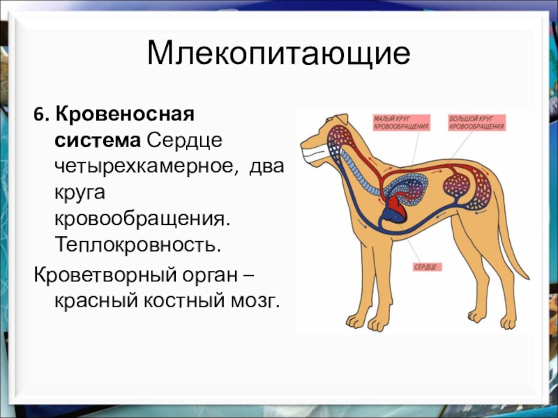 Кровеносная система млекопитающих схема