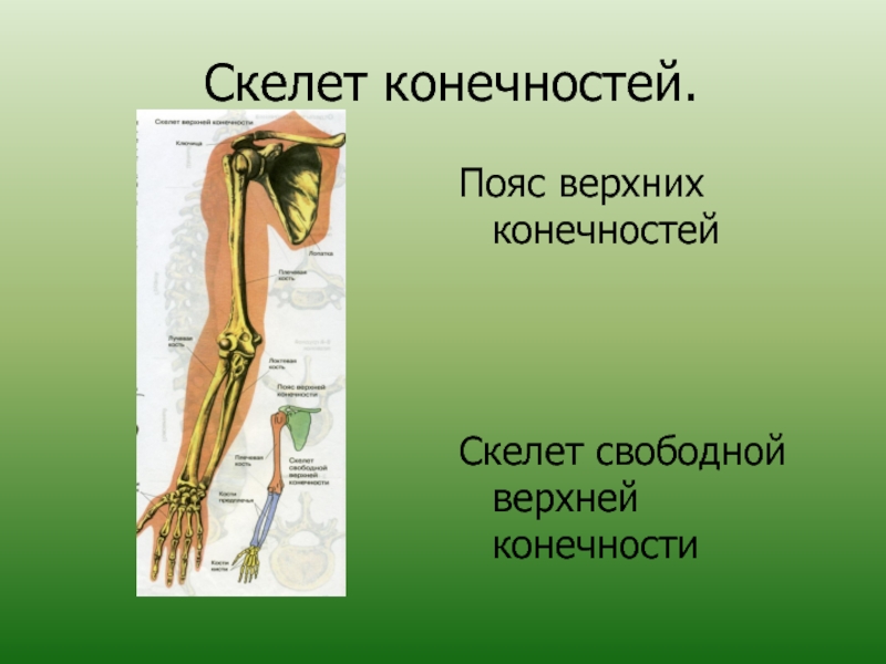 Скелет свободной. Скелет поясов конечностей. Что такое пояса конечностей в биологии. Скелет конечностей презентация. Скелет верхней конечности биология 8 класс.