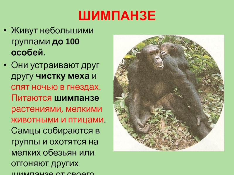 Где обитают шимпанзе. Шимпанзе описание. Шимпанзе презентация. Шимпанзе краткое описание. Доклад про обезьян.