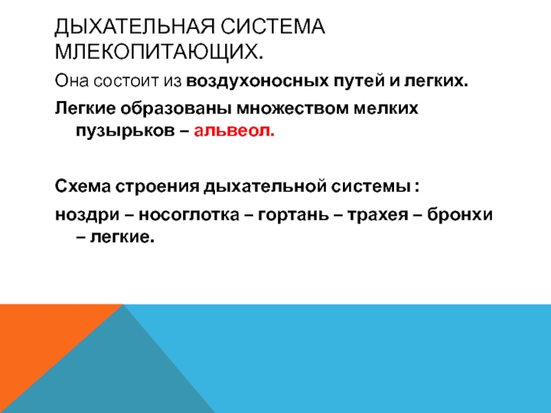 Правое легкое по лондонской схеме состоит из