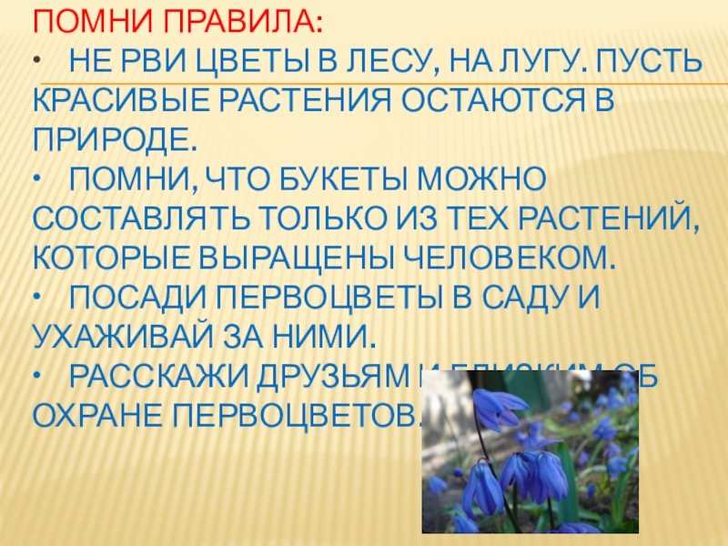 Не рвите цветы мп3. Правила первоцветов. Не рви первоцветы. Не срывай растения для букетов. «Не рви цветов. Пусть красивые растения остаются в природе».