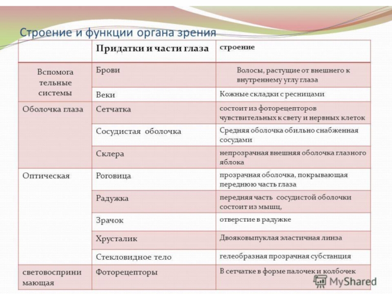 Зрительный анализатор презентация 8 класс биология пасечник