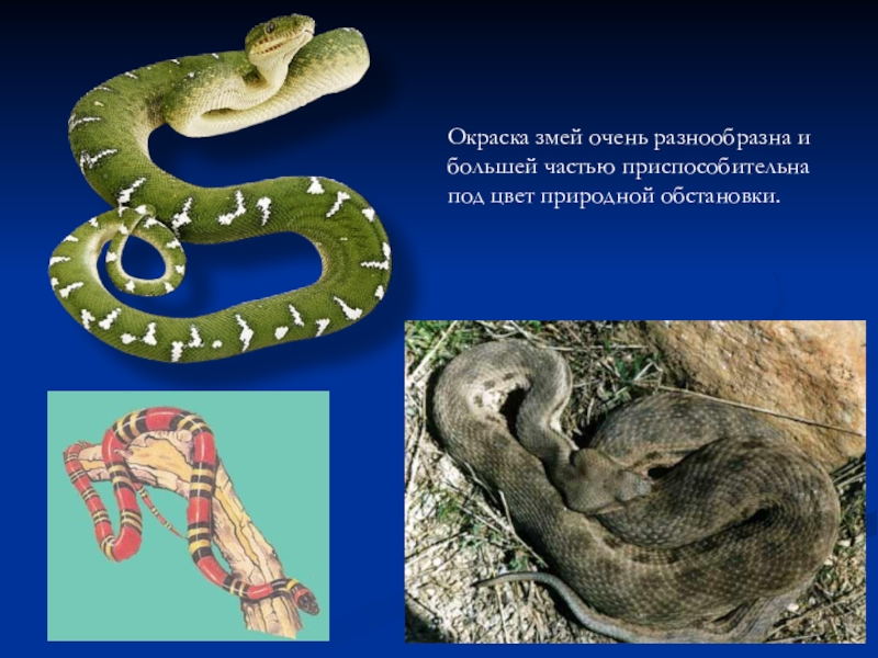 Змеи биология 7 класс. Змеи презентация. Презентация на тему змеи. Презинтация на тему “змеи”. Проект про змею.