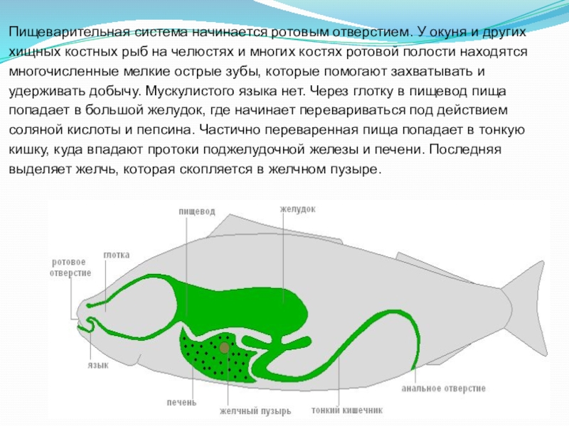 Пищеварительная система рыбы рисунок