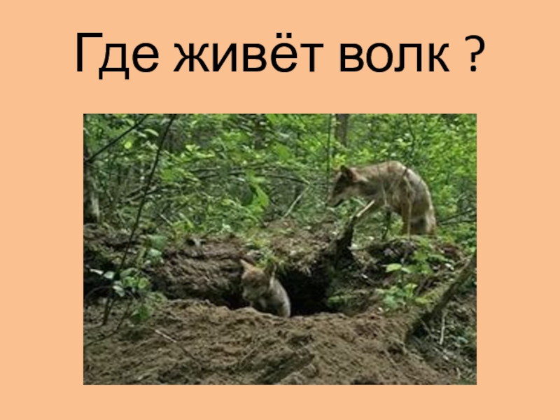 Где живет волк. Волк живет в логове. Волки живут в норах. С волками жить.