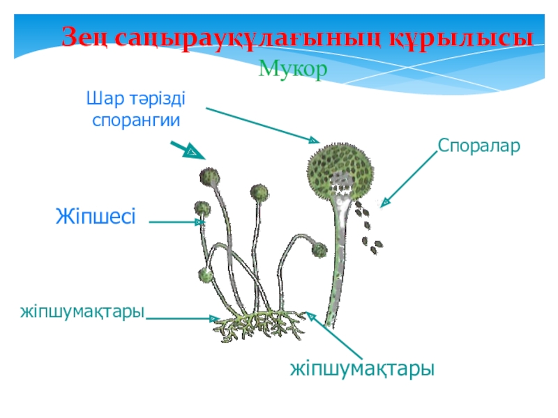 Схема жизненный цикл мукора