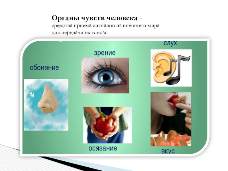 Данные органов чувств. Органы чувств человека. Система органов чувств человека. Роль органов чувств. Внешние органы чувств.