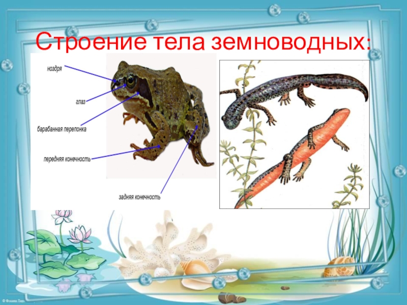 Земноводные животные 2 класс окружающий мир. Земноводные окружающий мир. Земноводные 2 класс. Строение тела земноводных. Презентация по теме земноводные.