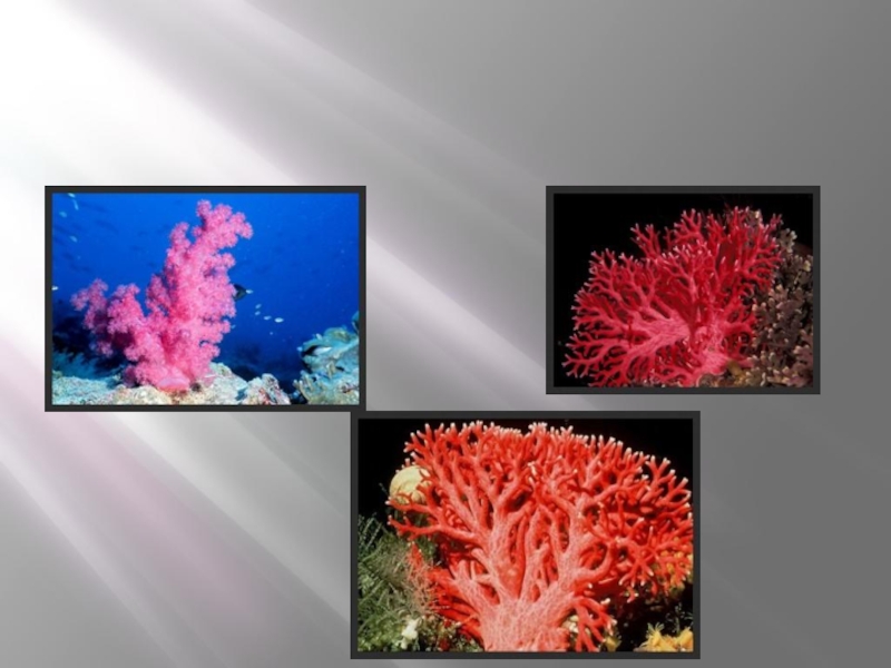 Кишечнополостные водоросли. Коралловые полипы Кишечнополостные. Тип Кишечнополостные кораллы. Представители коралловых кишечнополостных. Водоросли кораллы Кишечнополостные.