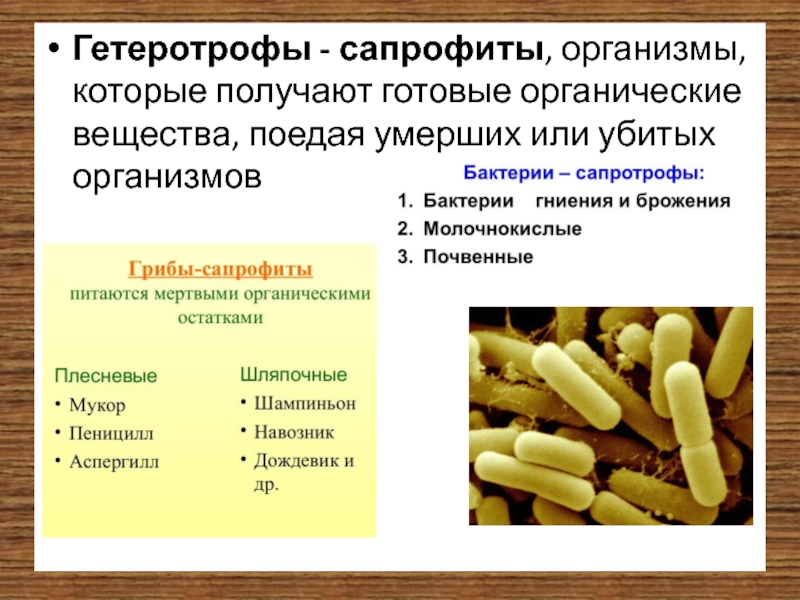 К гетеротрофам относятся. Спорофиты гетеротрофы. Бактерии сапротрофы. Гетеротрофы микроорганизмы. Сапрофиты организмы.