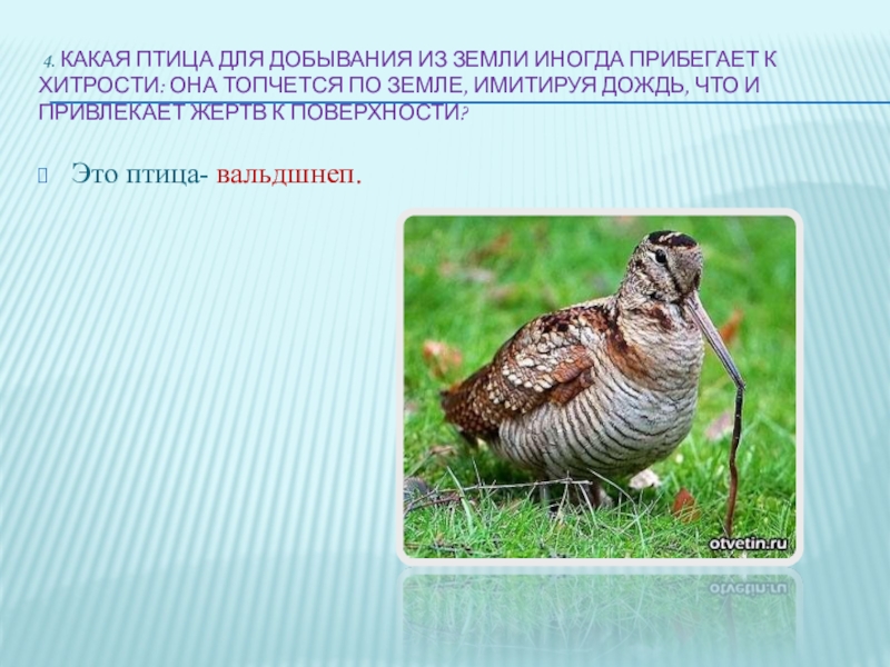Птица вальдшнеп фото и описание где обитает