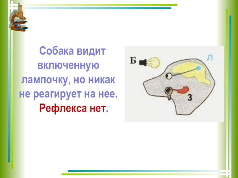 Вклад отечественных ученых в разработку учения о высшей нервной деятельности 8 класс презентация