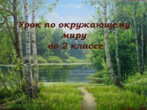 Презентация по окружающему миру на тему Какие бывают растения? 2 класс