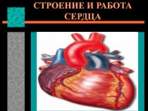 Презентация к уроку Строение и работа сердца