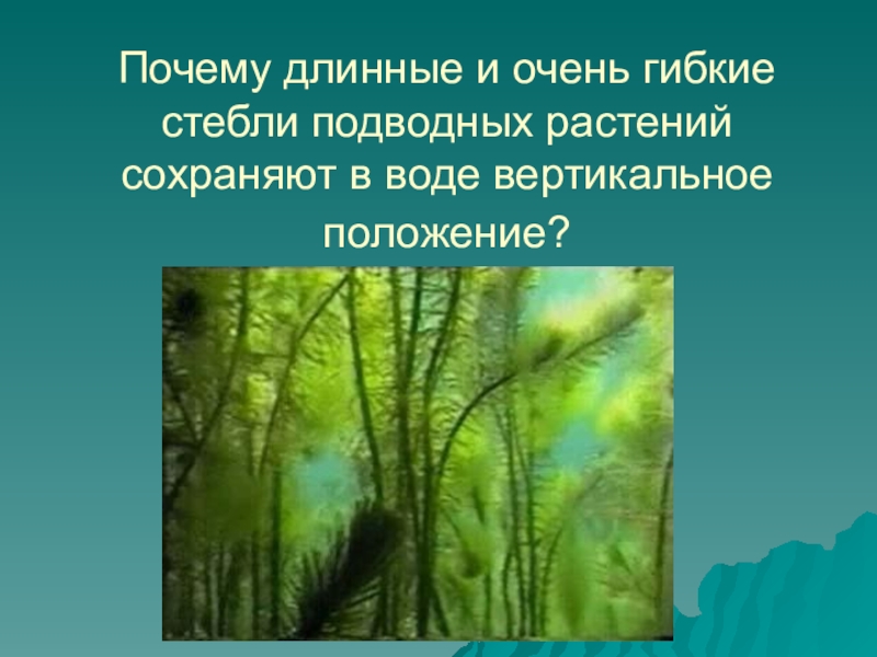 Почему длинную. Вертикальное положение растения. Гибкий стебель. Сообщение на тему подводное растение. Воздух в стеблях подводных растений.