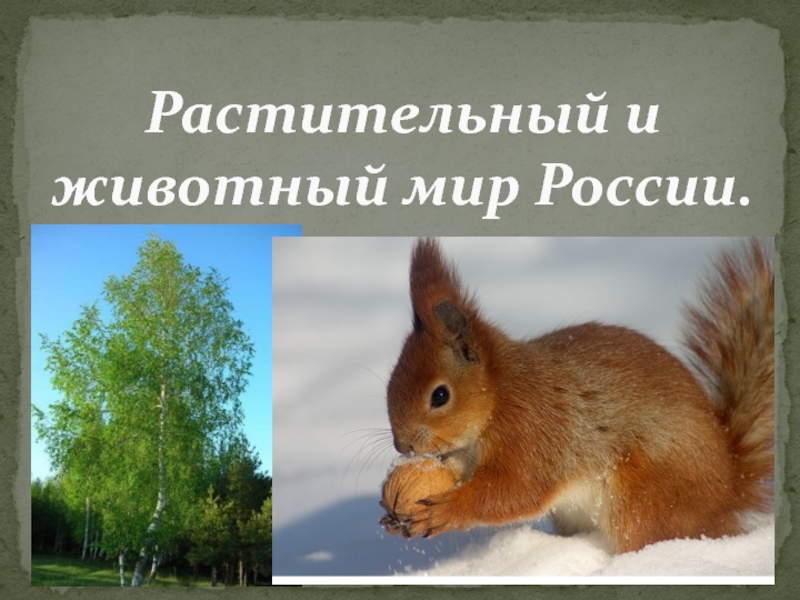 Презентация по географии Растительный и животный мир России